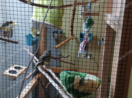 Four canaries in a indoor avery