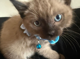 Ragdoll pure bred kitties Rare mink chocolate seal & seal point