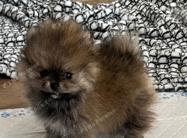 Pomeranian puppy's