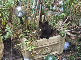 KITTENS FORSALE X2 FEMALE 1 MALE