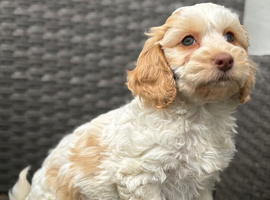 F1 cockapoo puppies