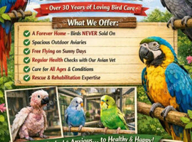 Forever home for any parrot & birds