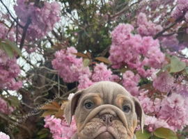English Bulldog Puppies