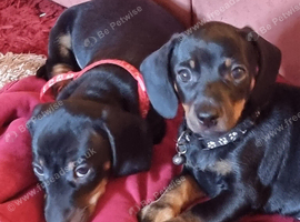 4 adorable dachshund  puppies