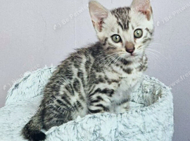 2 Gorgeous Bengal Kittens