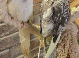 Young cockatiels