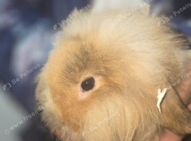 3 lionhead and 2 lop