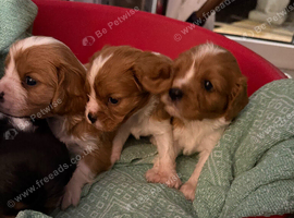 King Charles puppies