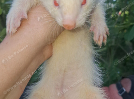Sable and albino hobs for sale