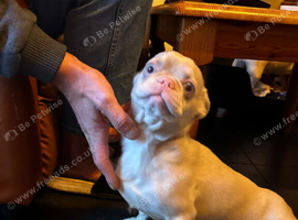 The sweetest gentlest pink tan frenchie cross needs a home asap