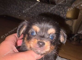 4 Lovely Chihuahua puppies