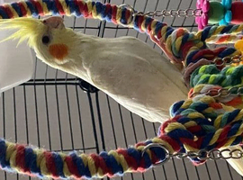 Baby Lutino cockatiel 9 weeks old