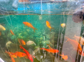 A selection of Gold Fish for sale