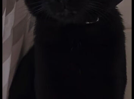 Black Male Cat
