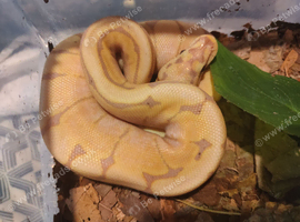 Royal python babies for sale cb26