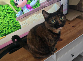 Tortie girl looking for home