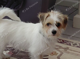 8 months jack russell terrier
