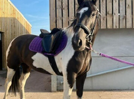 6yr old project mare lightly backed!