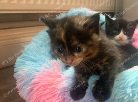Kittens Ready In 3 Weeks