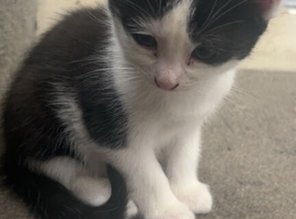 Kittens for sale