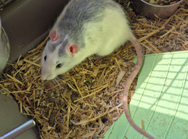 2 male rats