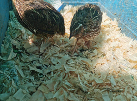 Quail