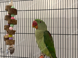Beautiful alexandrine female parrot