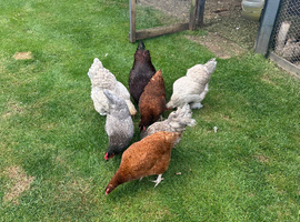 Laying hens for sale