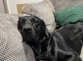 Labrador retriever looking for his forever home