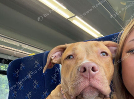 Staffy x rednose pitbull