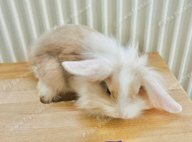 Baby lionheads bunny