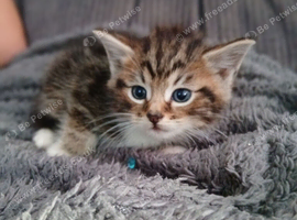 Beautiful cross kittens