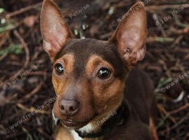 Miniature Jack Russell