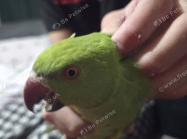 3x tame ringnecks