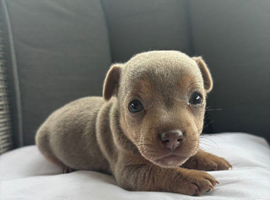 Beautiful Jack russel puppies