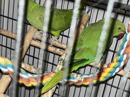 2 green ring neck parrots for sale 1 boy and 1 girl pair