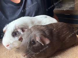 Dalmatian Guinea Pig and Chocolate Self