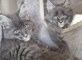 Stunning Maine Coon Kittens &ndash; Ready Now &ndash; &pound;1000