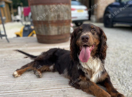 Beautiful cocker spaniel girl