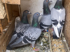 ️ Breeding Pigeons For sell all of them are rung please read