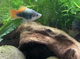 2x male platys and a female goldust lyre tail Molly free to a good home