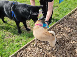 Dog walking and pet sitting Services, Happy Trails means Happy Tails