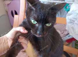 charcoal siamese burmese female with light green emerald eyes