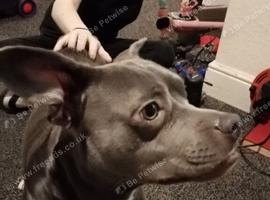 Staff cross French bulldog