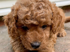 Gorgeous Cavapoo Puppies Ready to Steal Your Heart