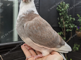 Young fancy pigeons available!