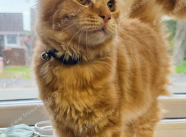 Cats ready for a new home