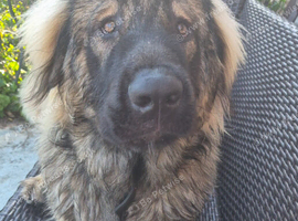 Caucasian 13 months