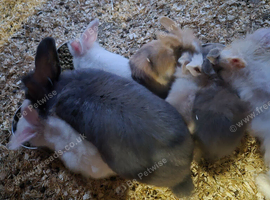 Lionhead x dutch