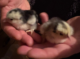 Beautiful pekin bantam chicks day olds unsexed black mottled blue lovley healthy chickens